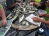 Fishing 1